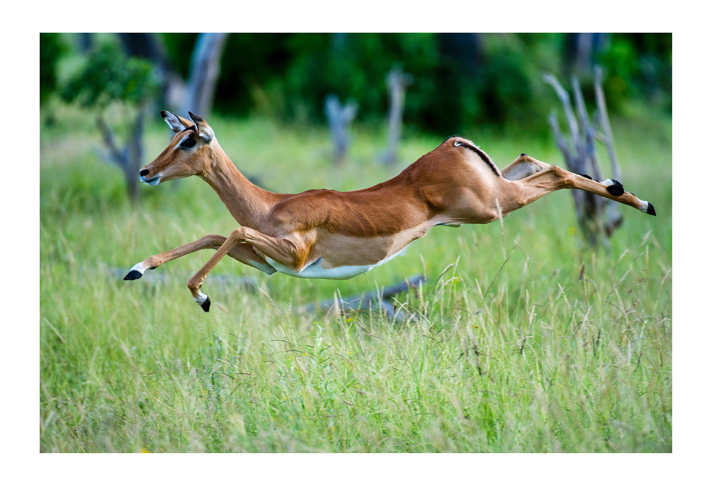 An elegant Impala leaping though the air in a woodland. Zarafa Camp, Zibadianja Lagoon, Savute Channel, Linyanti, Botswana.