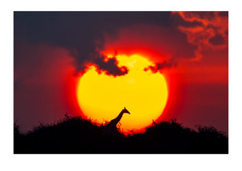 The silhouette of a Giraffe walking past a blazing sun at sunset. Chobe National Park, Botswana.