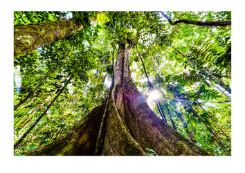A rainforest giant towers into the canopy creating it's own ecosystem. Tambopata Research Centre, Chuncho Claylick, Tambopata National Reserve, Peru.