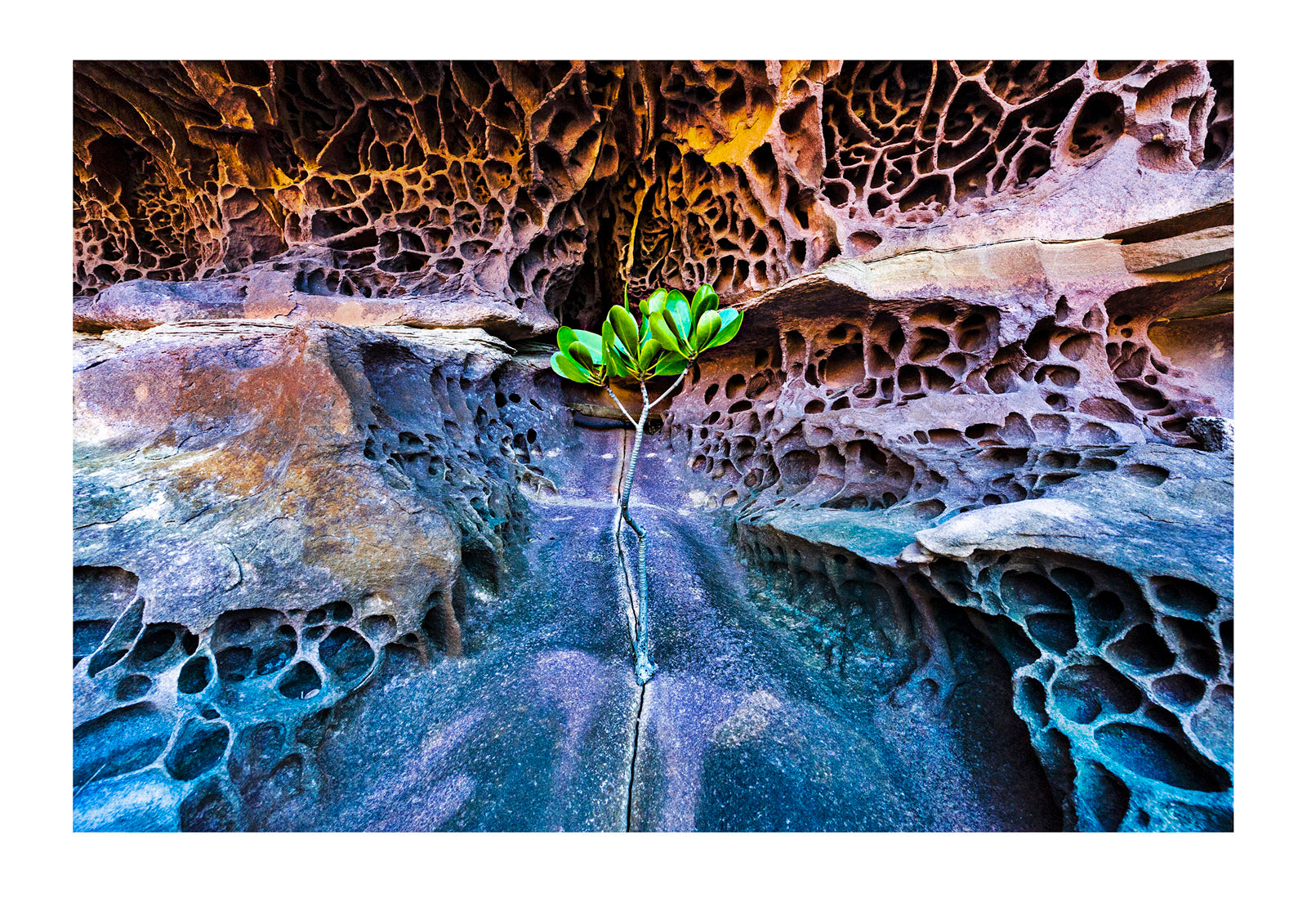A mangrove plant takes hold in a crack beneath an overhang in a Kimberley gorge. The ability to colonise every niche is typical of plants in Australia's harsh climate. Kimberley Coast, Western Australia.