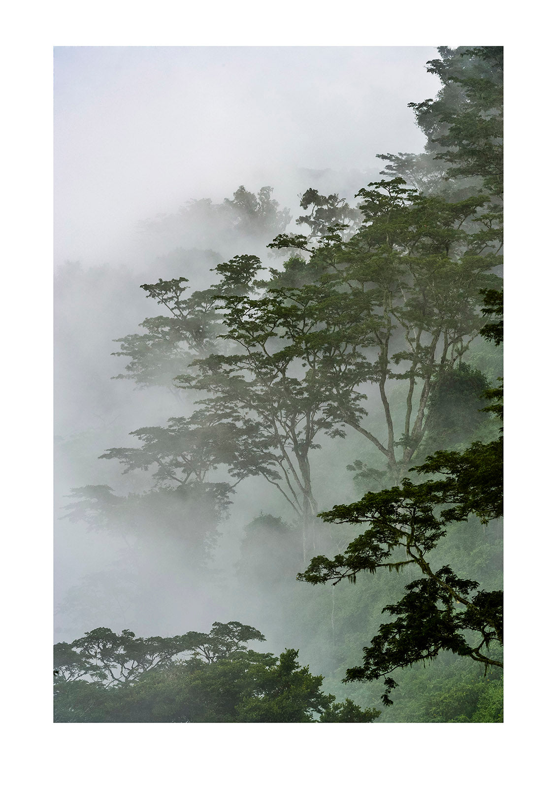 The seminal dance of mist caressing bows dripping with Bryophytes and mosses in a cloud forest. The moist air consumes all sound, heightening the senses. A drop of water falling from the tip of a leaf echoes like a gong, the click of a shutter like an explosion. Ngorongoro Conservation Area, Tanzania.