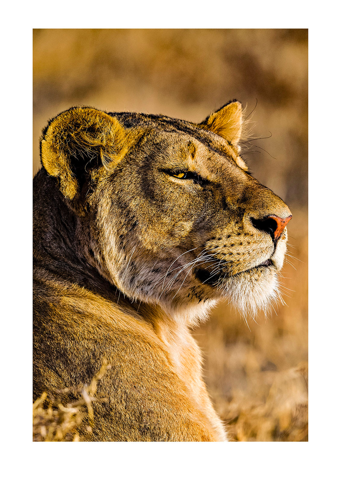 A lioness gazes into the setting sun as her pride rises from the heat of the day to hunt. A wildebeest herd moved nearby alert watching the large cat watch them. Ngorongoro Conservation Area, Tanzania.