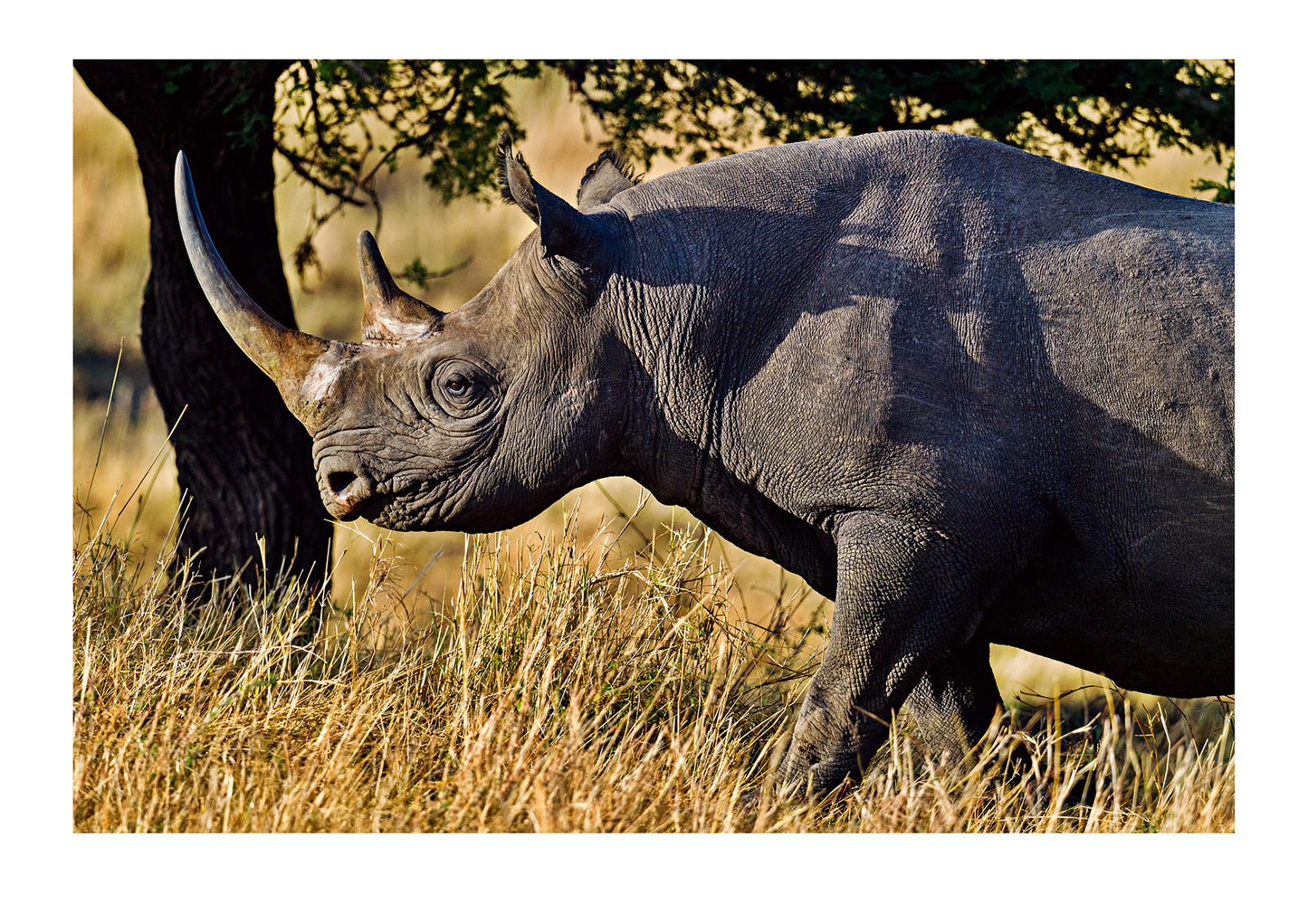 A critically endangered Black Rhinoceros. There’s a misconception that poaching of rhino is a recent phenomenon. Although numbers increased exponentially in the last century, poaching has been occurring since 1200 BC. The horns were once shaped as wine cups, and the thick skin to manufacture armour for soldiers, belts and even crowns in China. In the Middle East the horns were carved to make the handles of ceremonial daggers known as Jambiyas. Serengeti National Park, Tanzania.