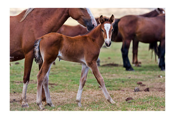 A wild horse foal stays close to it's mother on Easter Island. Rapa Nui, Easter Island, Chile