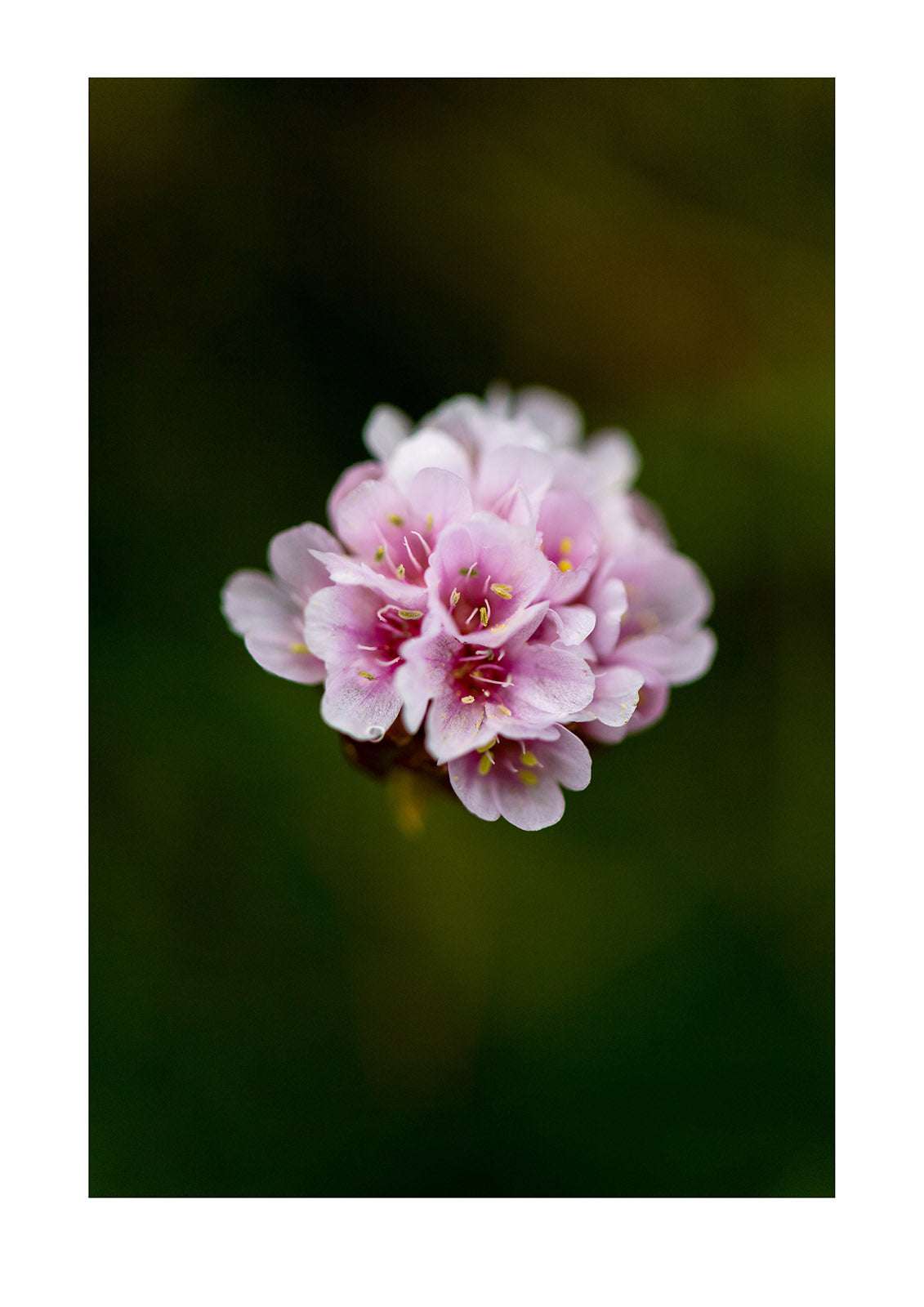 A delicate pink flower emerges from the shadows on a remote arctic island. Iceland.