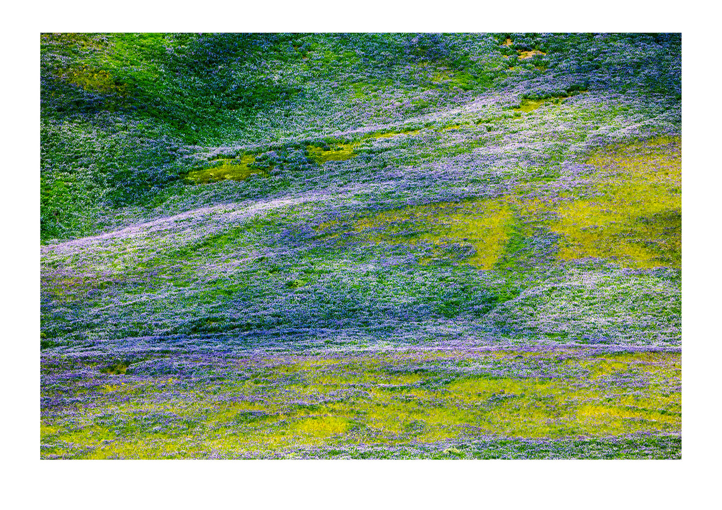 A rolling hillside meadow of purple and mauve arctic wildflowers in the sun. Iceland.