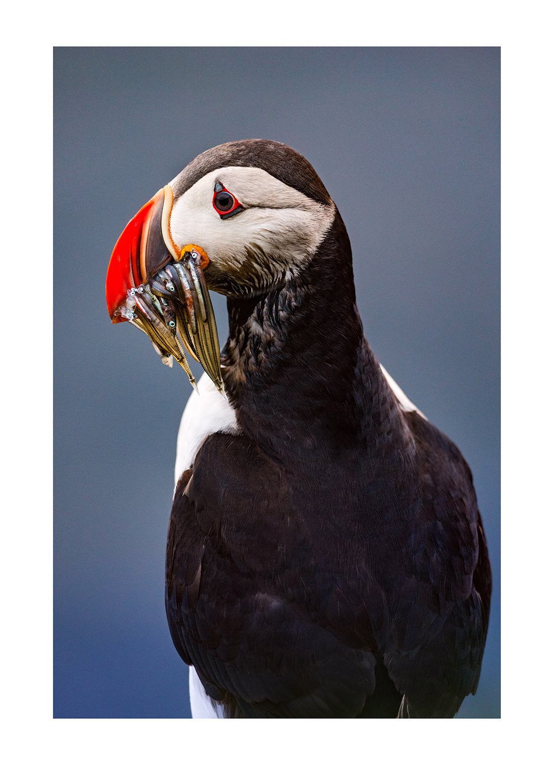 Atlantic Puffin with Sandeels. Their small wings seem ill-equipped for flight and beat up to 400x per minute, but they are excellent swimmers with a flying technique underwater. It's hard not to love puffins I mean who doesn't love puffins! Iceland.