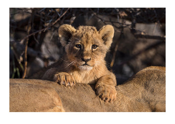 A cute lion cub with large paws resting across the arch in it's mothers back. Okavango Delta, Moremi Game Reserve, Botswana