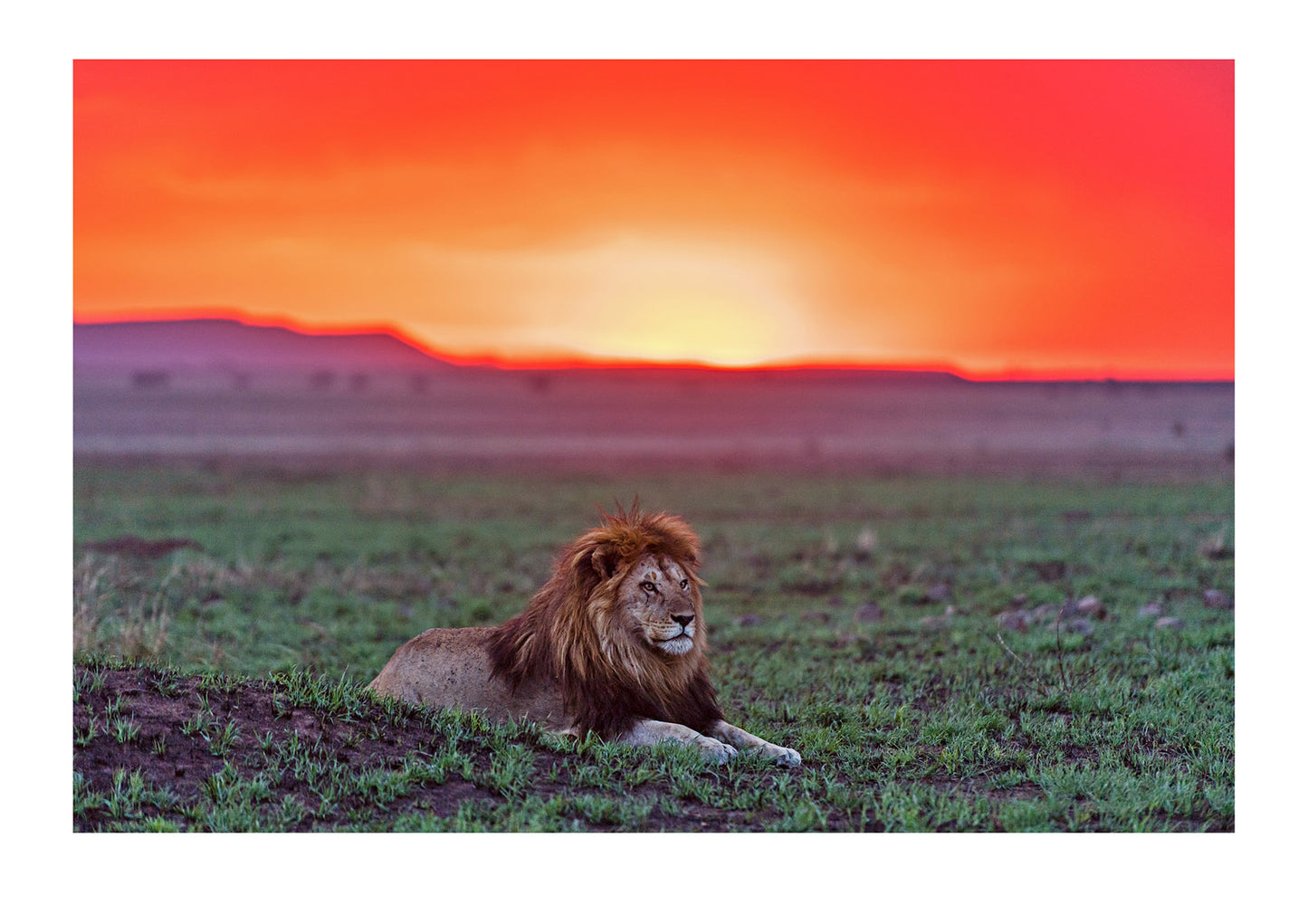 As the horizon swallows another sunset on the Serengeti, a male lion in his prime listens to the distant calls of his pride mates. This scene, of a predator living in a vast and protected ecosystem should never be taken for granted. We should cherish Earths wild places and all of the species they harbor. Serengeti National Park, Tanzania.