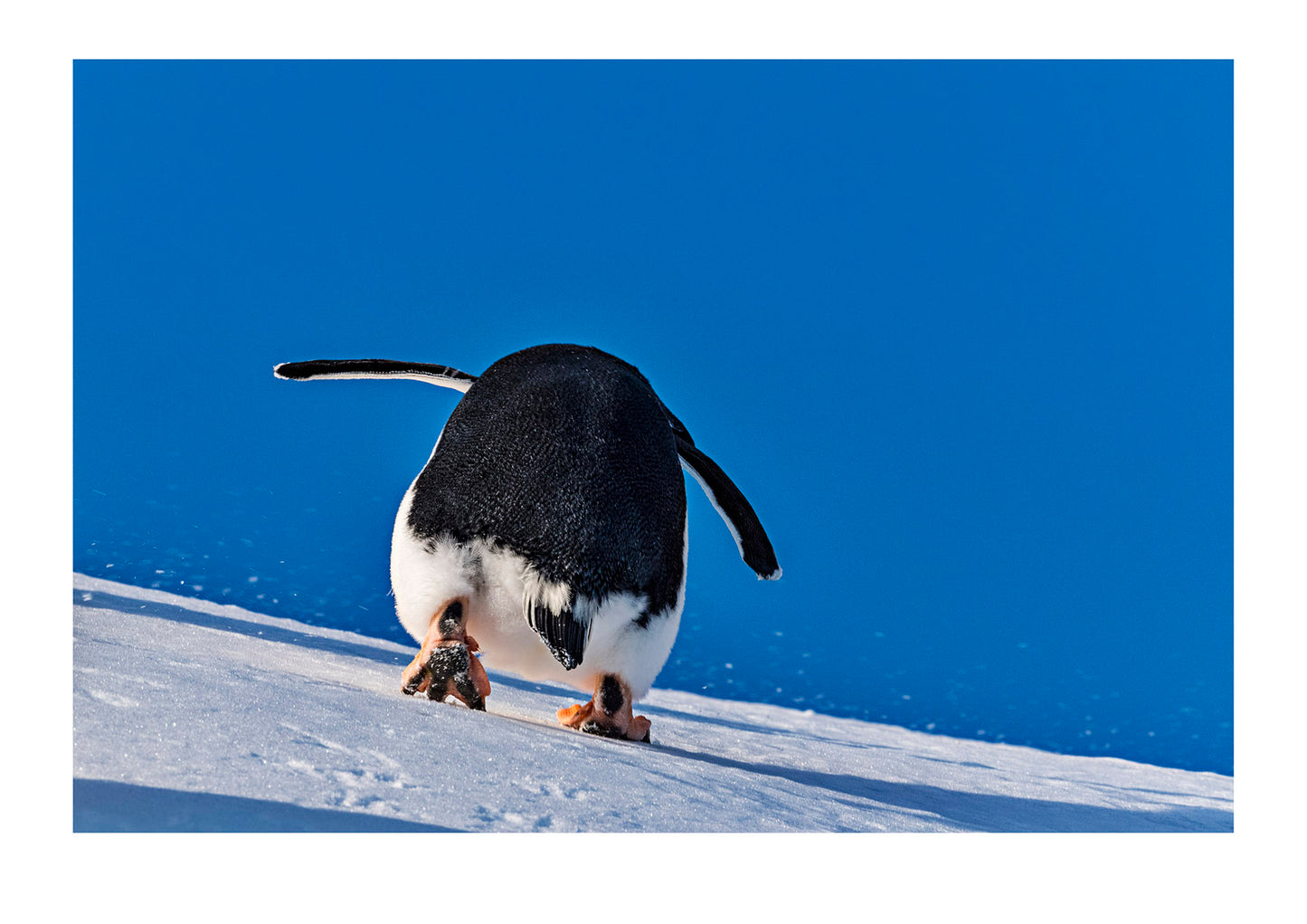 Sometimes everything feels like an uphill battle. The wind is against you, the ice particles are stinging your eyes, and the hill feels more steep than it did yesterday. If you’re a Gentoo Penguin that needs to avoid predators such as Leopard Seal, and you have to leave your chick to marauding Polar Skuas, climbing a mountain every day is likely the least of your concerns. Brown Bluff, Antarctic Peninsula, Antarctica.
