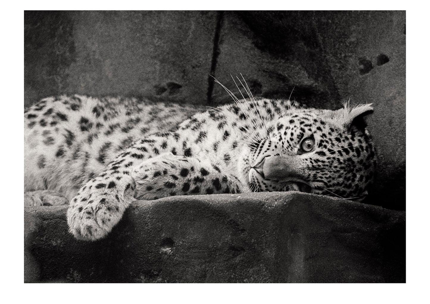 An endangered Persian Leopard sporting it's luxurious coat that has made it so popular to poachers. Captured on Ilford HP5 black and white negative film. Zoological Board of Victoria, Victoria, Australia.
