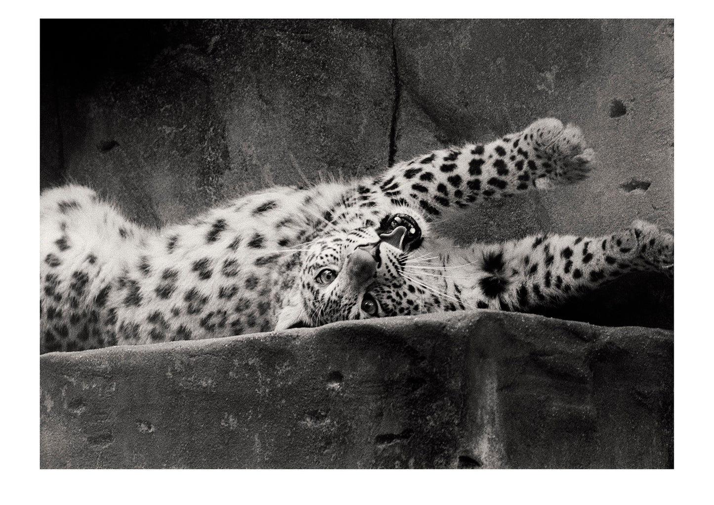 An endangered Persian Leopard sporting it's luxurious coat that has made it so popular to poachers. Captured on Ilford HP5 black and white negative film. Zoological Board of Victoria, Victoria, Australia.