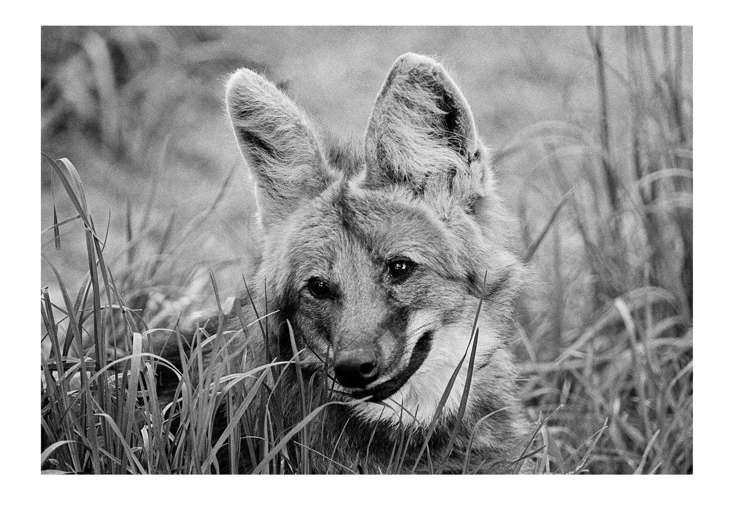 The Maned Wolf from South America is often referred to as the 'fox on stilts' because of its appearance. However it is not related to foxes or wolves. Captured on Ilford HP5 black and white negative film. Zoological Board of Victoria, Victoria, Australia.