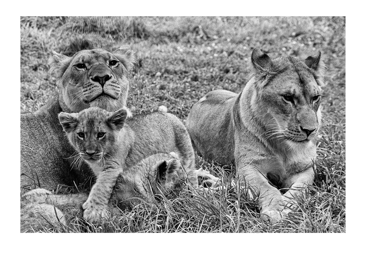 Lion cubs stay close to their mothers and aunties learning the intricacies of the sisterhood. Captured on Ilford HP5 black and white negative film. Zoological Board of Victoria, Victoria, Australia.