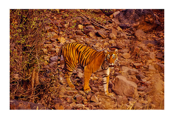 A camouflaged female Bengal Tiger stalks prey along a dry river bed. Ranthambhore National Park, India.