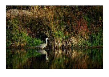 A white-faced heron in wetland reeds at dawn. Coorong National Park, South Australia, Australia.
