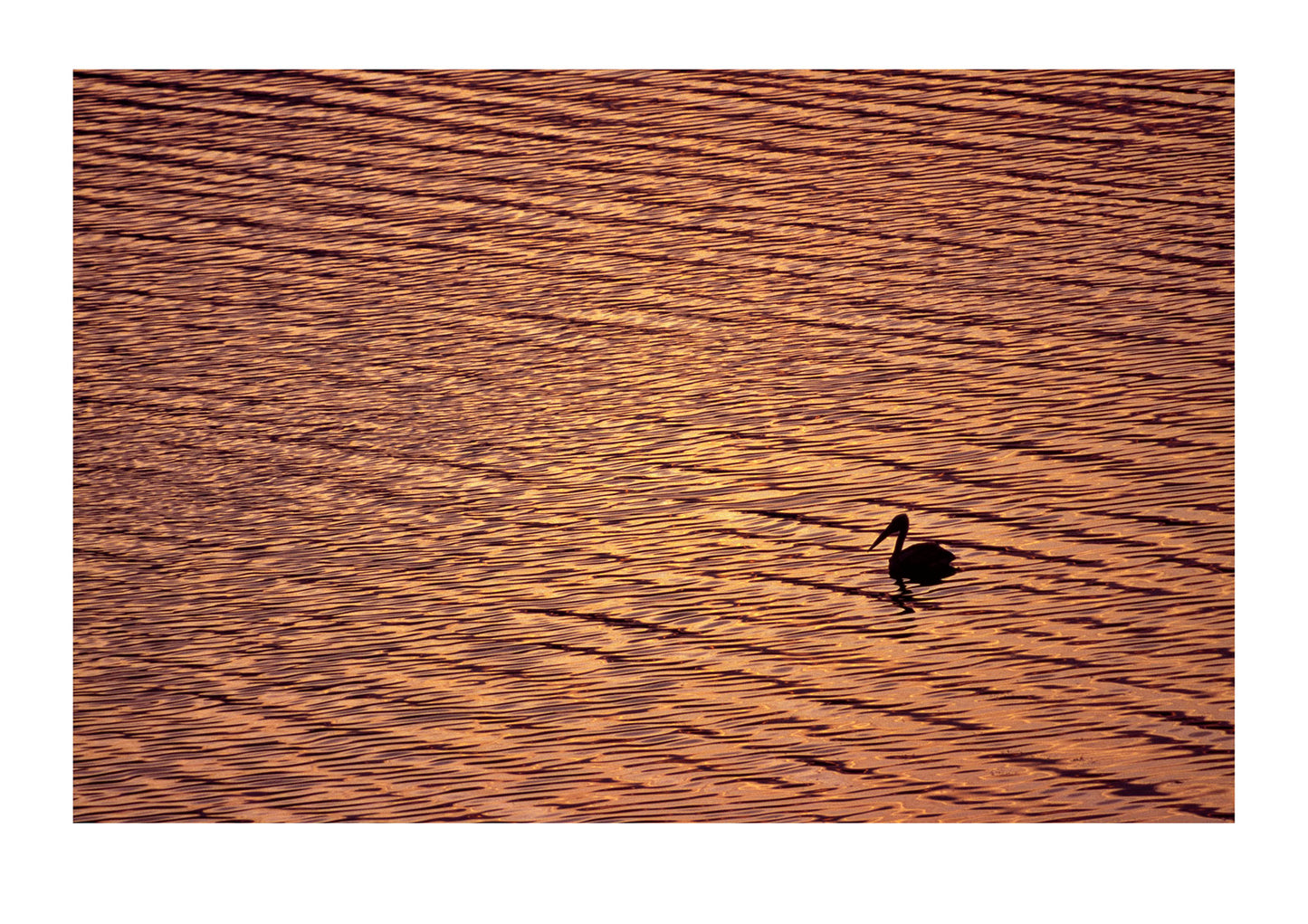 A great white pelican silhouetted on a lake shore at dawn. Lake Mutanda, Kisoro District, Uganda.