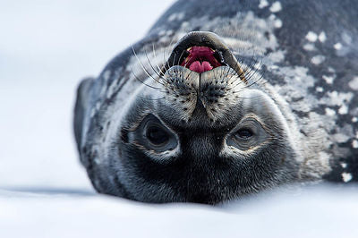 Top Dogs. Weddell Seals