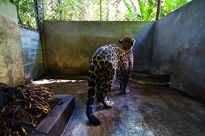 Jaguars Tale