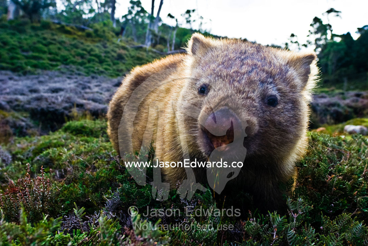 A Common Wombat feeds on alpine meadow shrubs ahead of winter snows. Cradle Mountain Lake St Clair National Park, Tasmania, Australia.