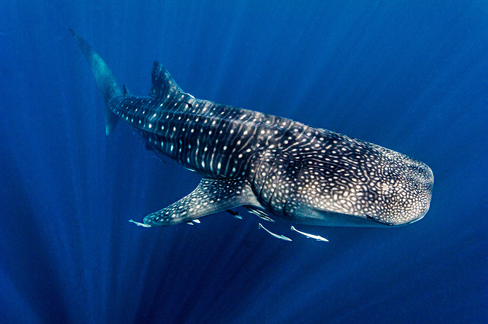 A close encounter with Earths largest fish, a Whale Shark. Incredibly, this species has barely changed throughout its presence in the fossil record over tens of millions of years.