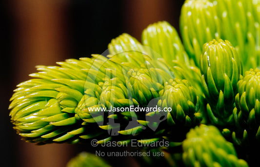 Detail of a light green pine needle cluster. Tathra Forest Wildlife Preserve, New South Wales, Australia.