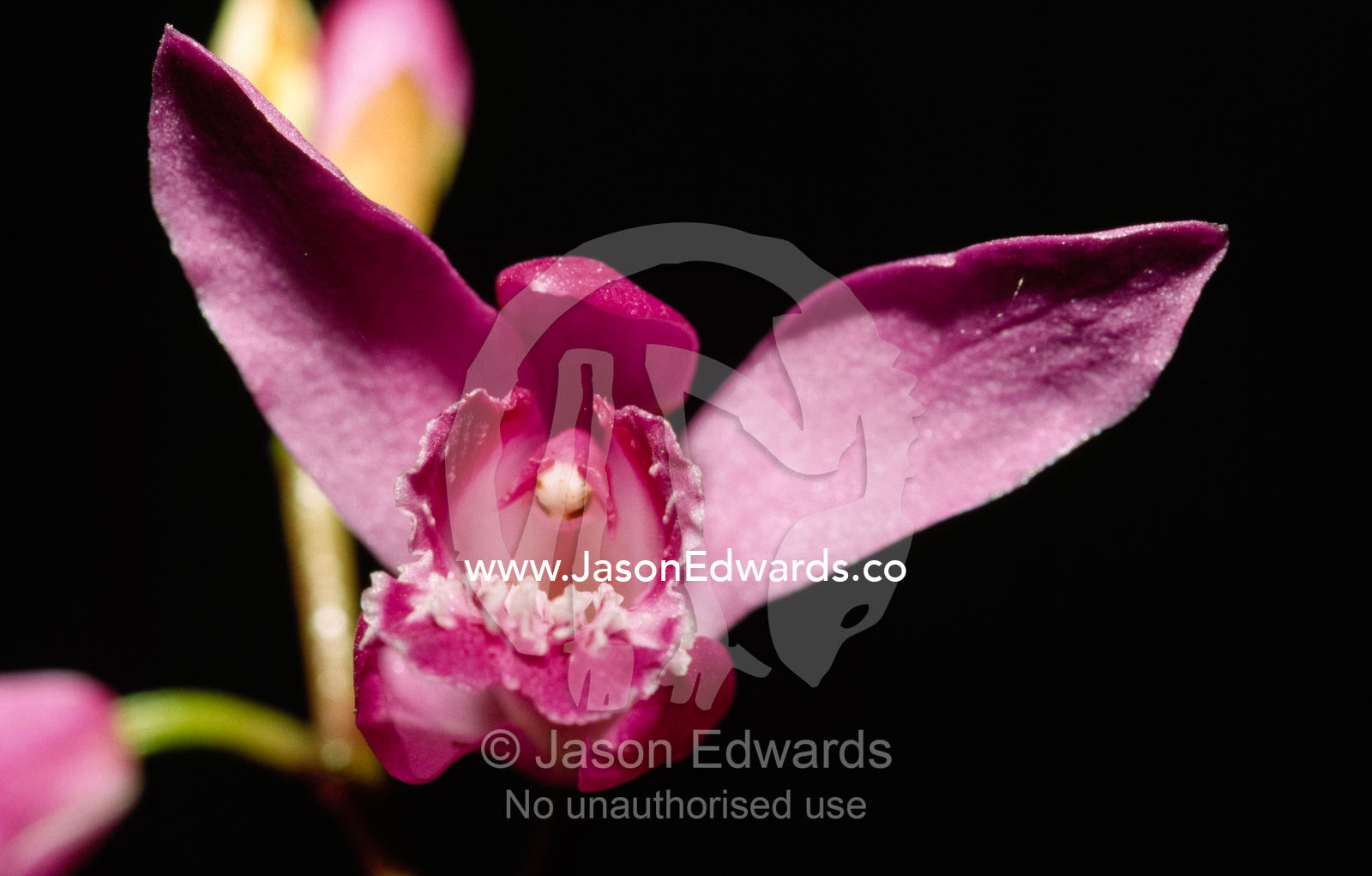 Close up of a Bletilla striata magenta pink orchid flower. Melbourne Zoo, Melbourne, Victoria, Australia.