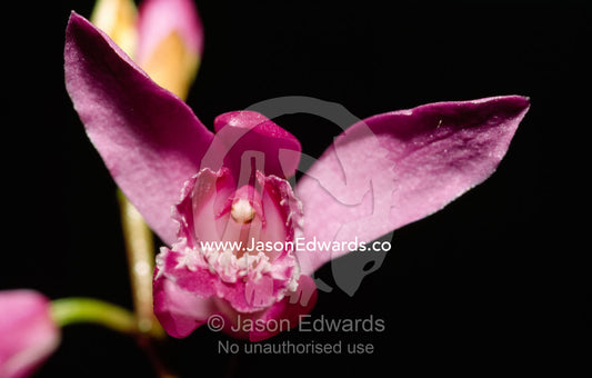Close up of a Bletilla striata magenta pink orchid flower. Melbourne Zoo, Melbourne, Victoria, Australia.