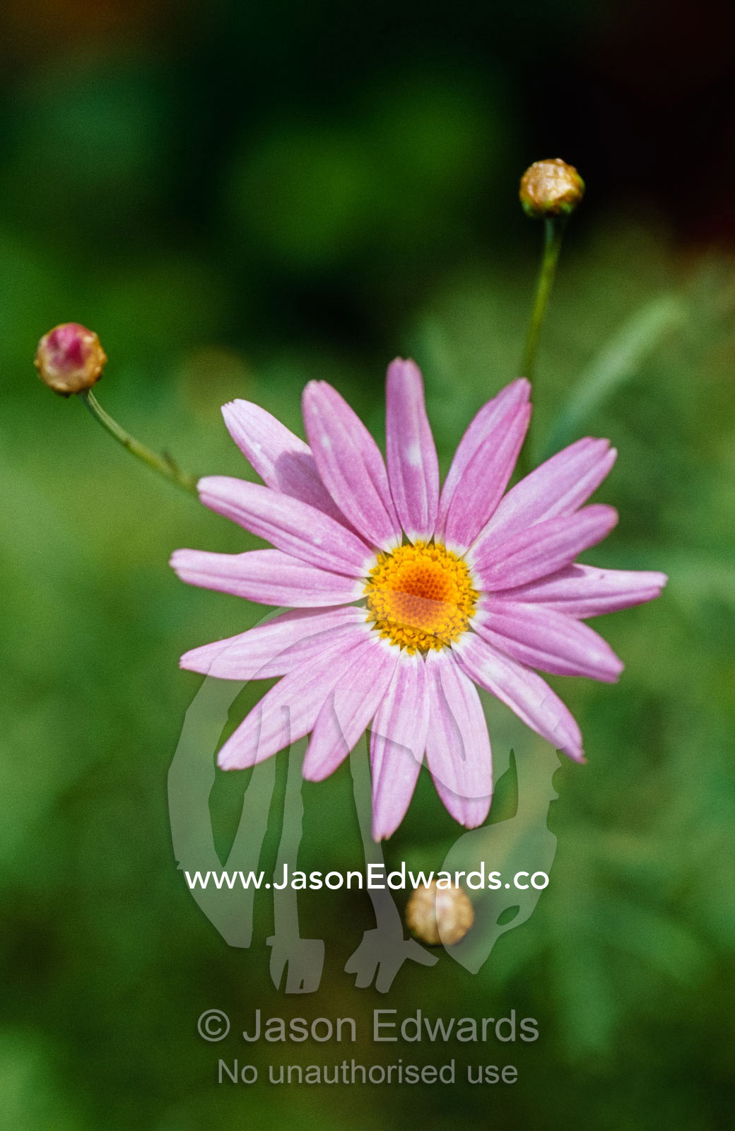 A purple daisy flower and buds exhibit fresh growth in a garden. North Carlton, Victoria, Australia.