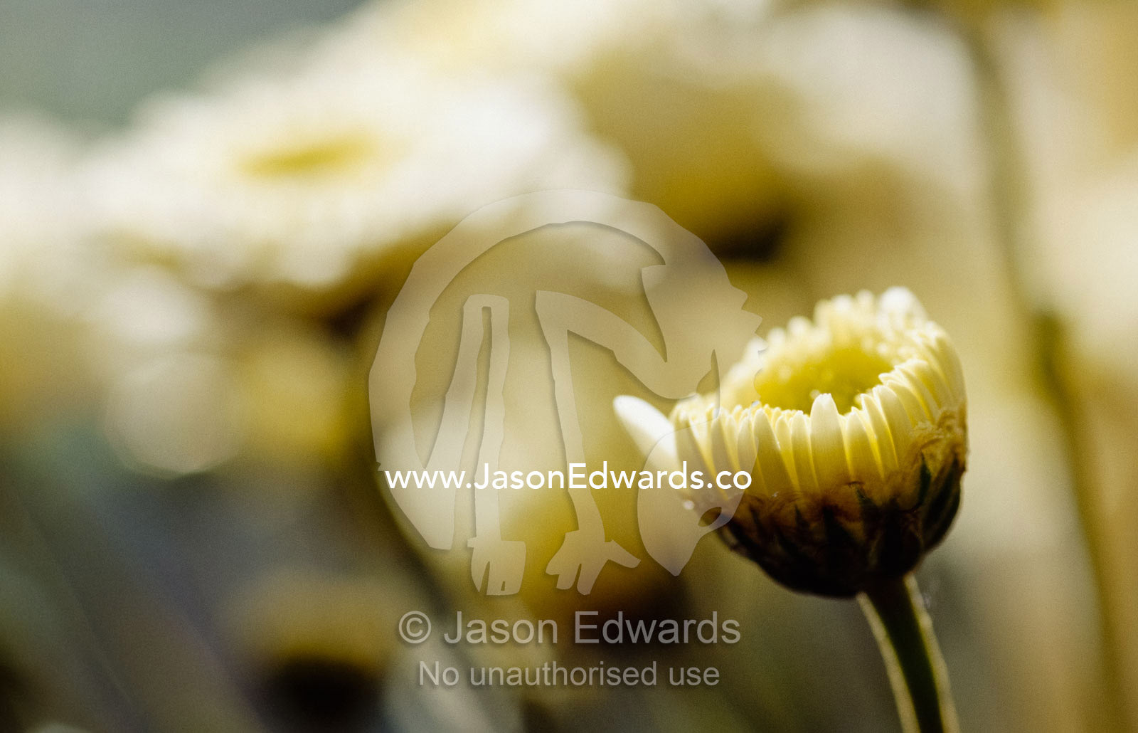 Close up of a chrysanthemum bud opening at dawn. North Carlton, Victoria, Australia.