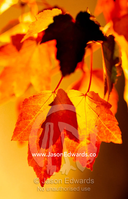 Backlit veined maple leaves in orange and yellow fall colors. Melbourne International Flower Show, Melbourne, Victoria, Australia.