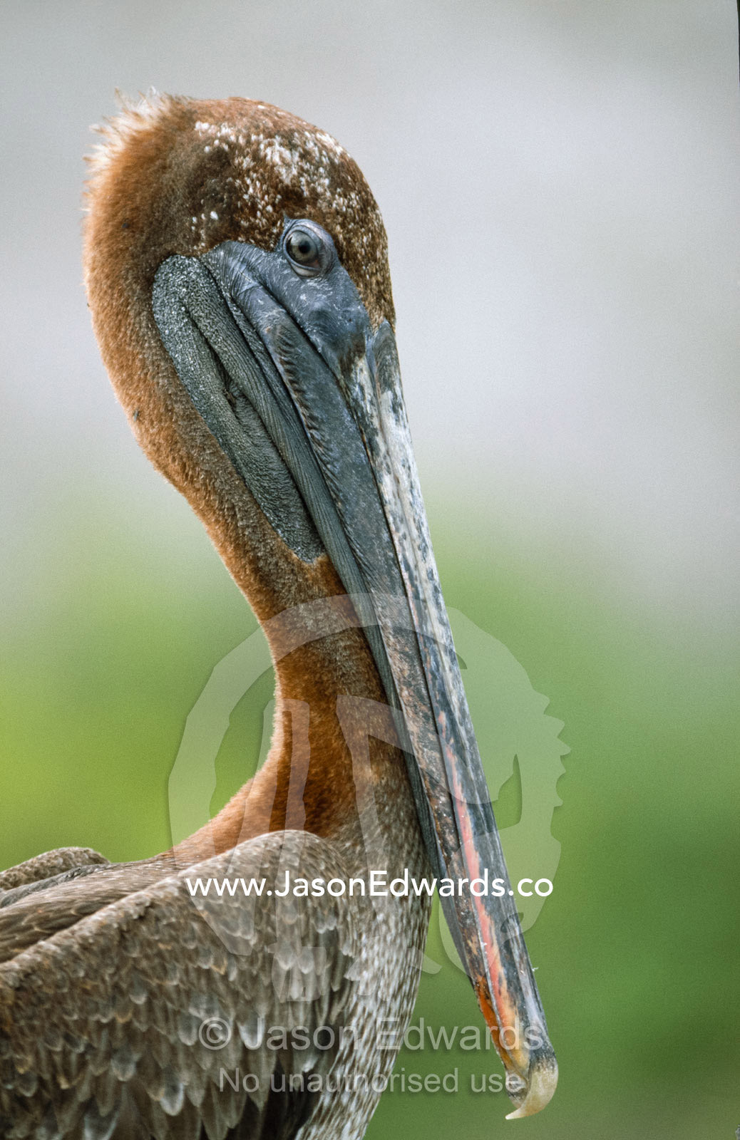 Profile portrait of a brown pelican with dark eyes and beak. Rabida Island, Galapagos Islands, Ecuador.