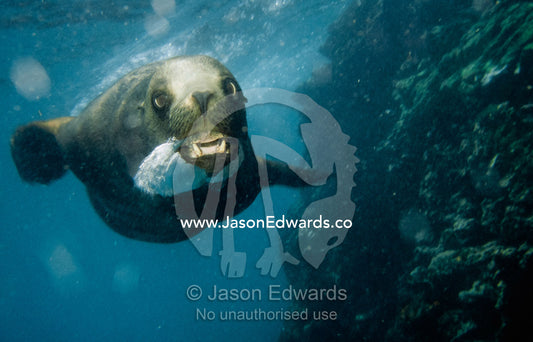 A Galapagos sealion, Zalophus californianus wollebaeki, blows bubbles. Bartolome Island, Galapagos Islands, Ecuador.