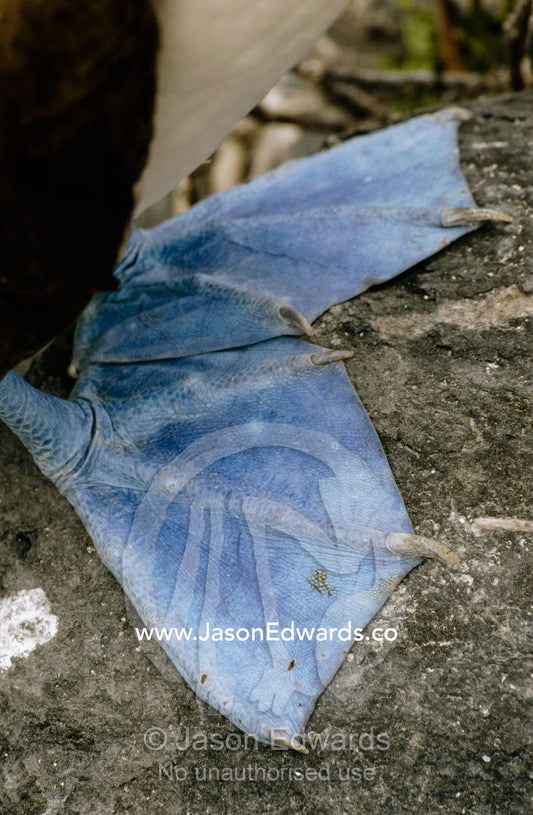 Close view of the webbed feet and claws of a blue-footed booby. Espanola Island, Galapagos Islands, Ecuador.