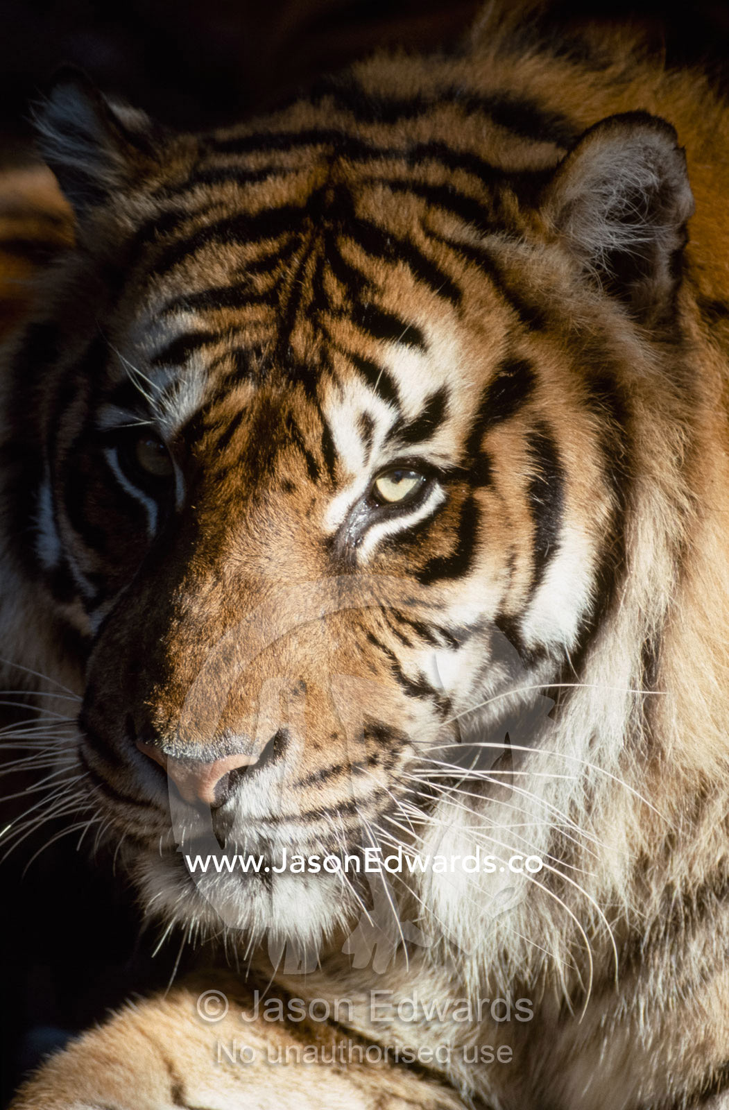 Portrait of a majestic hunter, the Sumatran male tiger. Melbourne Zoo, Victoria, Australia.