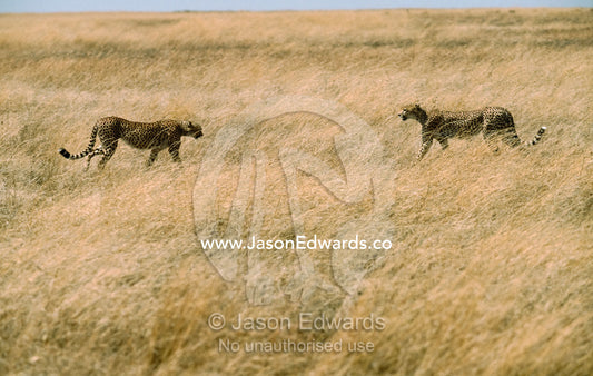 Defensive cheetahs approach one another's territory. Serengeti National Park, Tanzania.