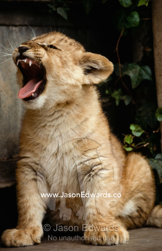 A yawning eight-week-old female lion cub. Melbourne Zoo, Victoria, Australia.