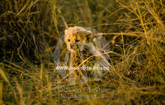 A less than three-week-old vulnerable cheetah cub in sunlit grass. Masai Mara National Reserve, Kenya.