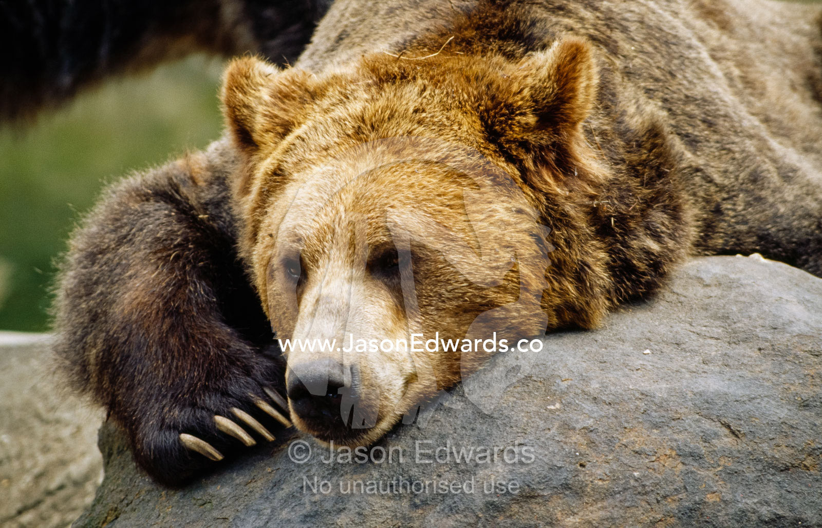 An exhausted grizzly bear at rest on a rock. Bronx Zoo, New York.