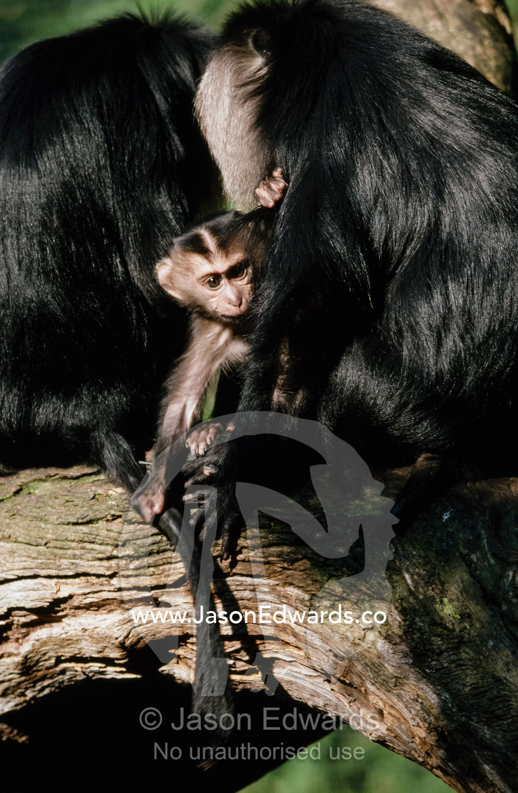 An endangered lion-tailed macaque baby with adults. Zoological Board of Victoria, Australia.