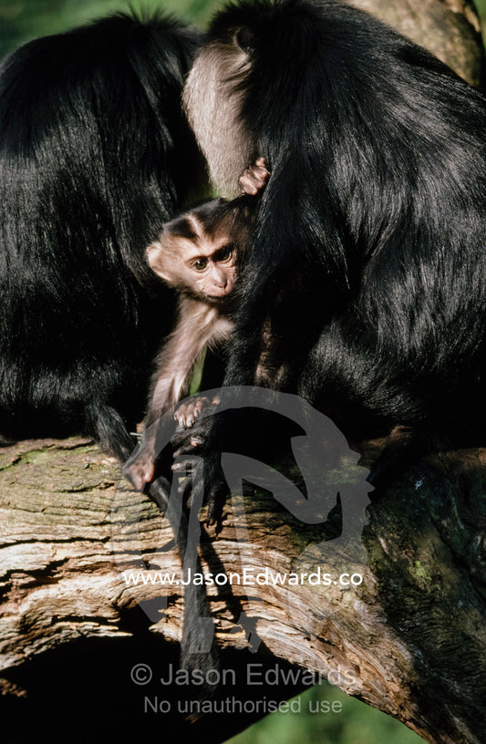 An endangered lion-tailed macaque baby with adults. Zoological Board of Victoria, Australia.