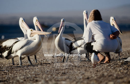 A tourist feeds Australian pelicans on a beach in Baird Bay. Jones Island, Bairds Bay, South Australia.