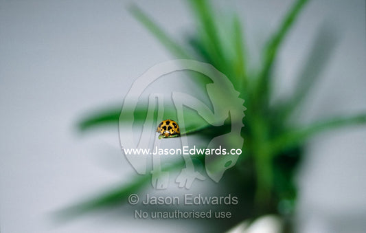 An adult black-spotted male ladybug, an aphid predator, on a leaf. Melbourne Zoo, Victoria, Australia.