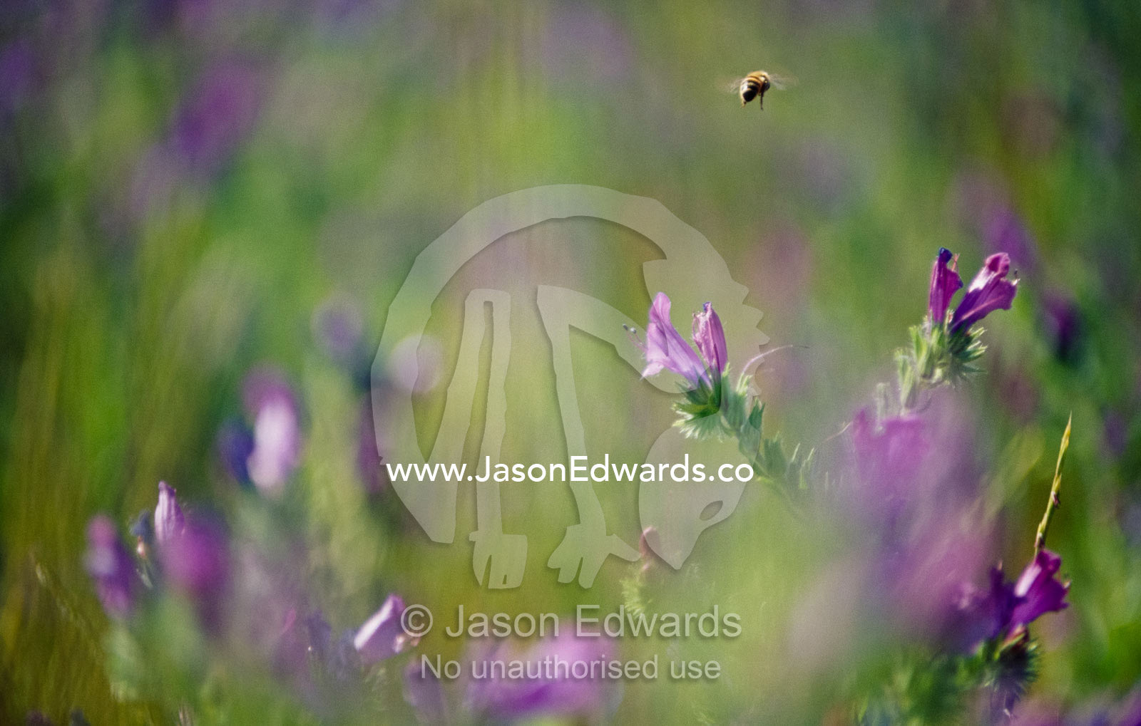 A bee lands on a Patterson's curse flower. Juglong, New South Wales, Australia.