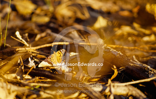 A painted lady butterfly basks on a sunlit pile of leaves. Mount Raymond State Forest, Victoria, Australia.