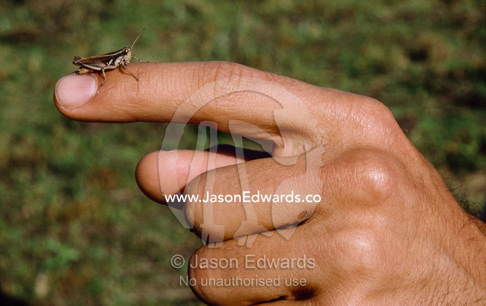 A grasshopper on a man's finger. Parque Nacional de Serra da Bocaina, Brazil.