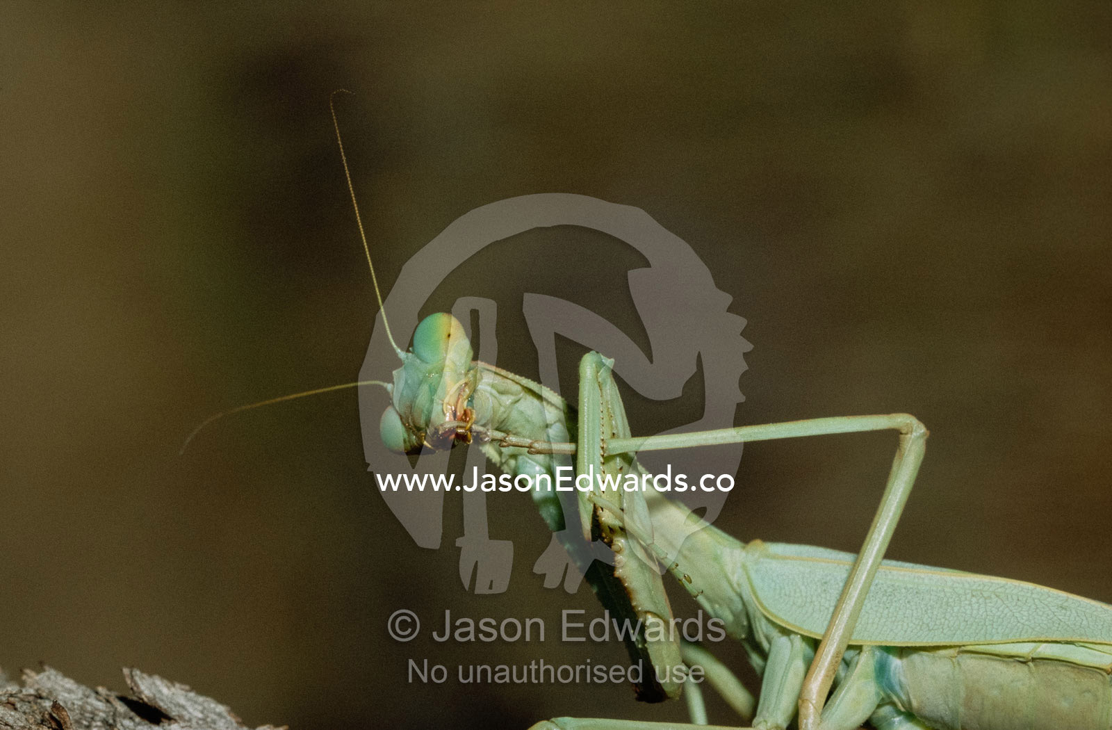 A green mantid cleans its foot while holding it in its claw. Hamersley Range National Park, Pilbara, Western Australia.
