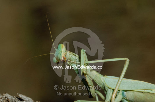 A green mantid cleans its foot while holding it in its claw. Hamersley Range National Park, Pilbara, Western Australia.