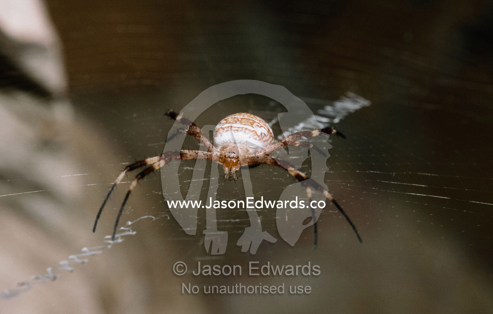 An orb spider stands spread-eagle on its web while awaiting prey. Windjana Gorge National Park, Kimberley Ranges, Pilbara Region, Western Australia.