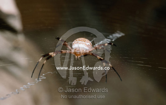 An orb spider stands spread-eagle on its web while awaiting prey. Windjana Gorge National Park, Kimberley Ranges, Pilbara Region, Western Australia.